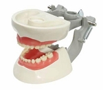 2760 Pedodontic Soft Gingival Model with 24 Removable Teeth and MQD